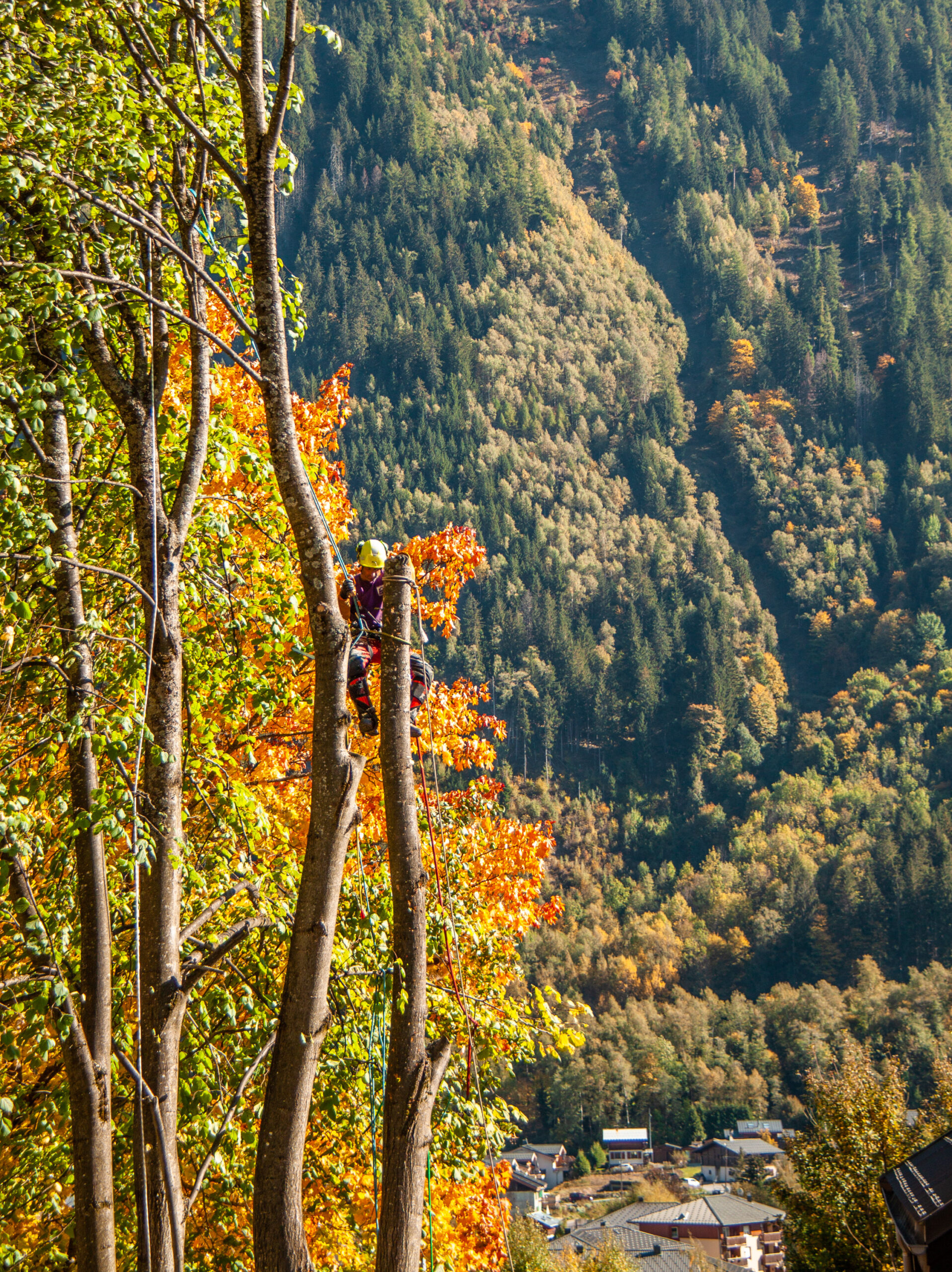 osmose-elagage-arboriste-grimpeur-arbre-soin