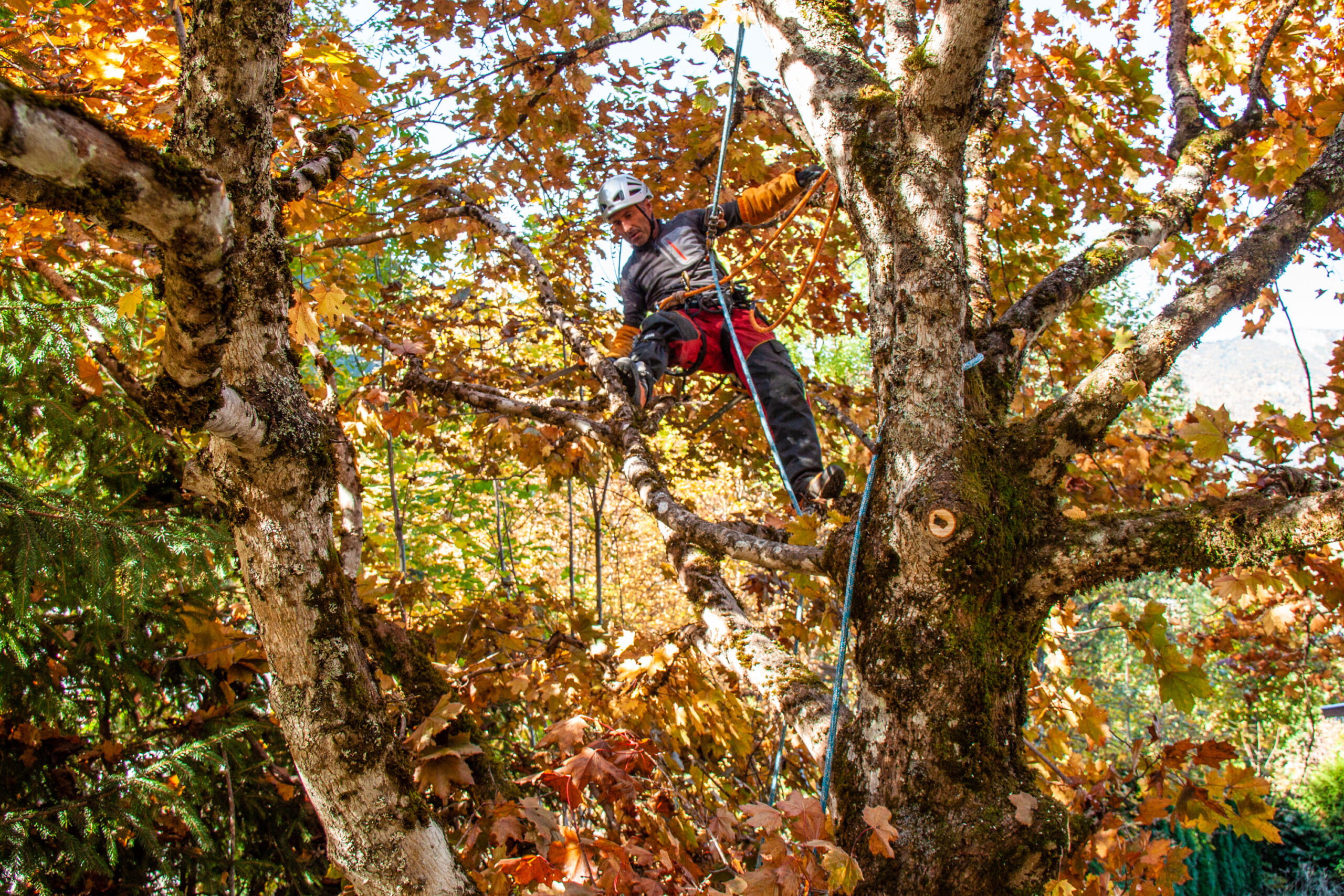 osmose-elagage-abattage-haubenage-taille-traitement-arboriste-grimpeur-arbre-soin